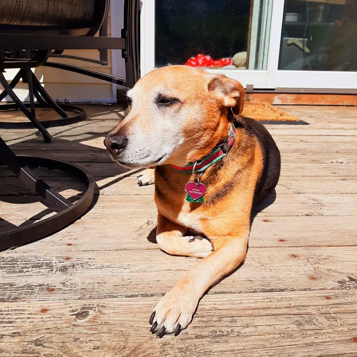 Court Street Veterinary Hospital Picture 3