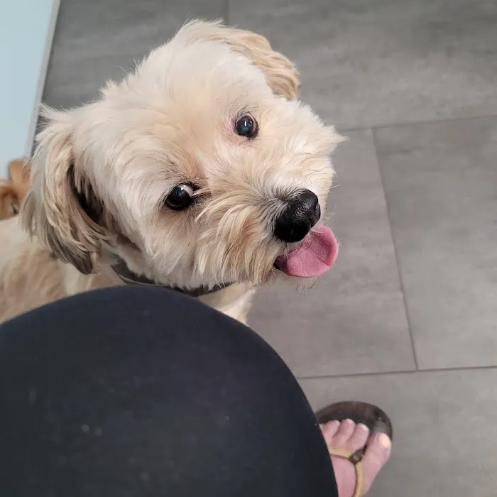 Court Street Veterinary Hospital Picture 7