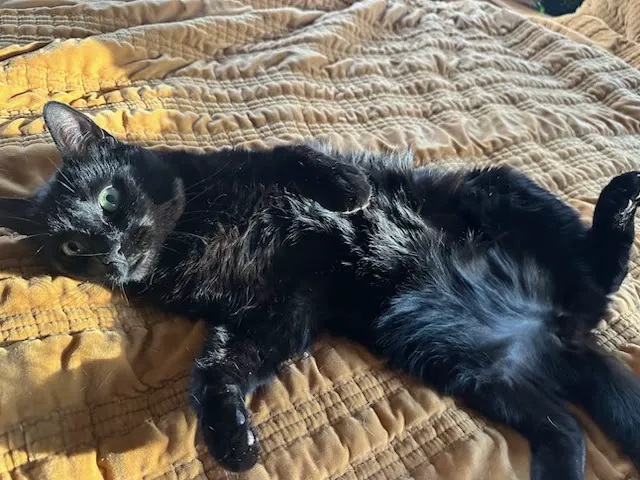 Court Street Veterinary Hospital Picture 8