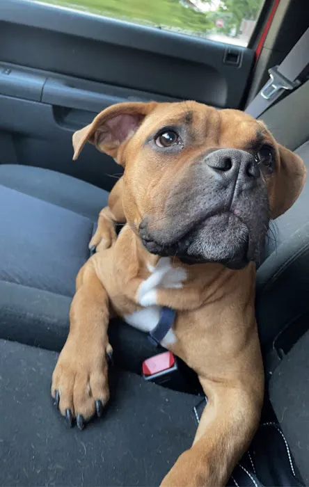 Milford Veterinary Hospital Picture 4