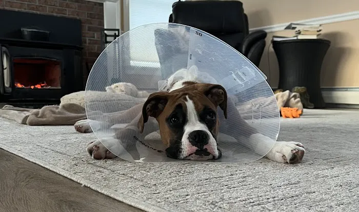 Milford Veterinary Hospital Picture 8