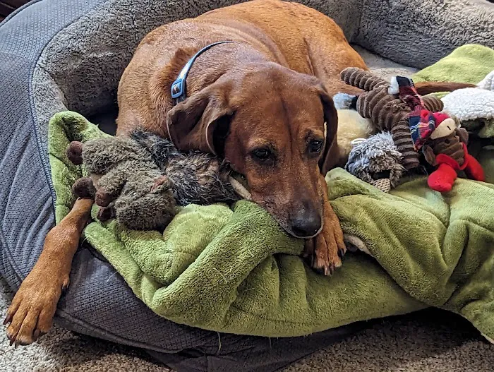 Milford Veterinary Hospital Picture 9