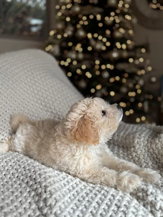 Bay Area Puppies Picture 1