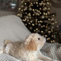 Bay Area Puppies ico