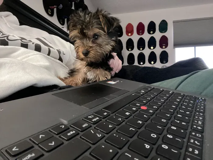 Bay Area Puppies Picture 2