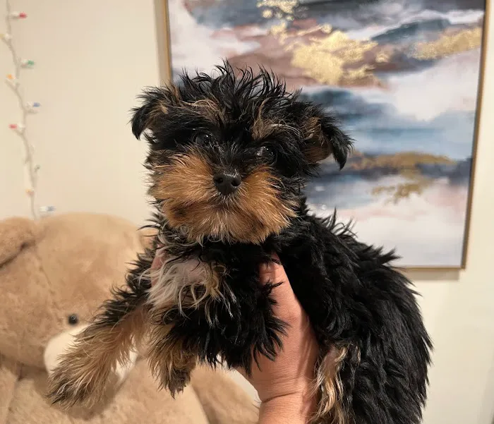 Bay Area Puppies Picture 5