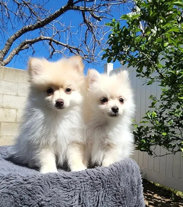 Bay Area Puppies Picture 6