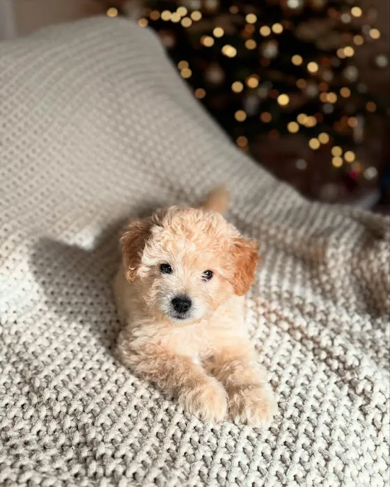 Bay Area Puppies Picture 10