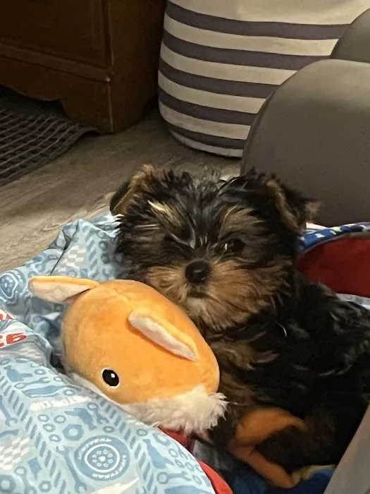 Bay Area Puppies Picture 8