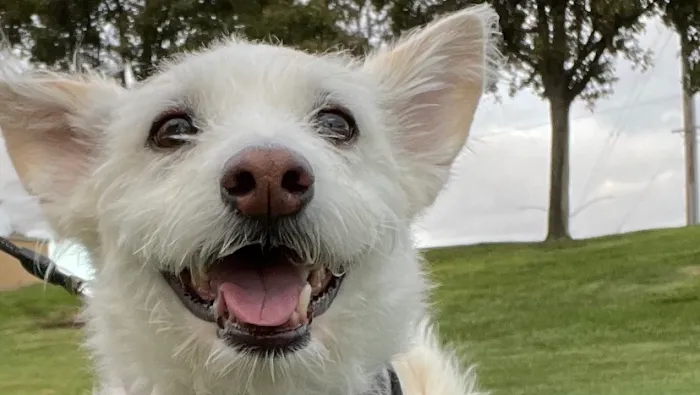 Bogie's Discount Pet Food & Supplies Picture 3