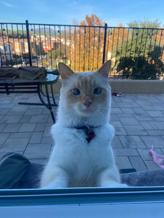 Bogie's Discount Pet Food & Supplies Picture 10