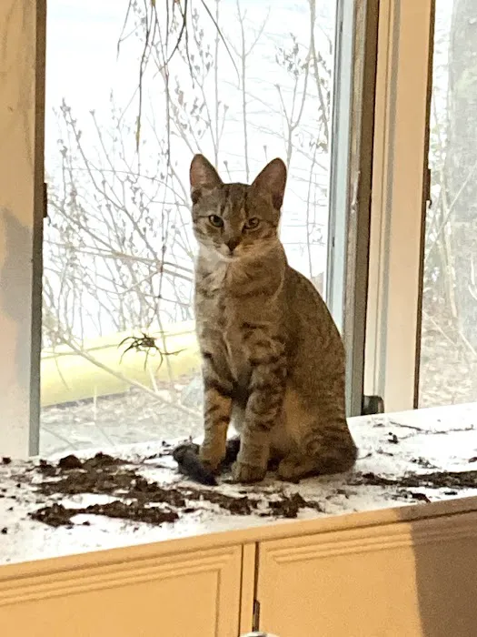 Great Brook Veterinary Clinic Picture 1