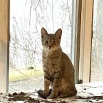 Great Brook Veterinary Clinic