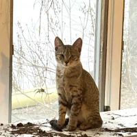 Great Brook Veterinary Clinic ico