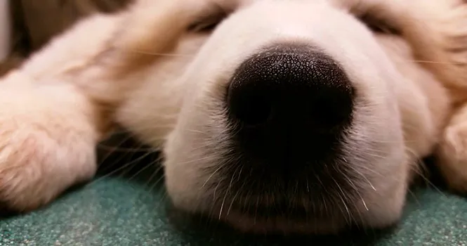 Great Brook Veterinary Clinic Picture 5