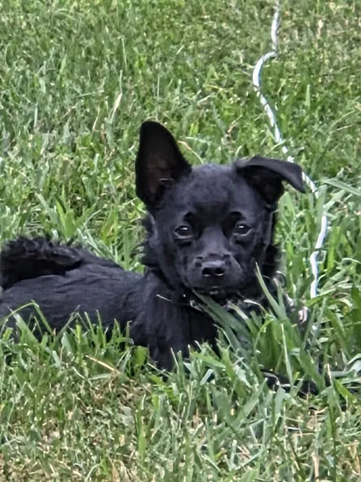 Great Brook Veterinary Clinic Picture 4