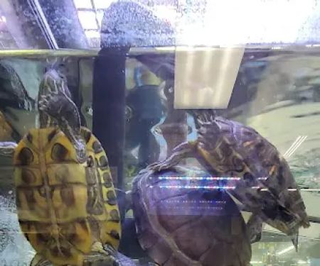 Petco