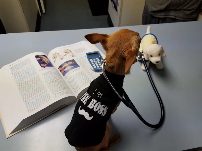 Town & Country Animal Hospital Picture 3