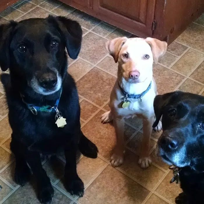 Town & Country Animal Hospital Picture 4