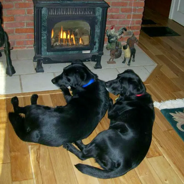 Town & Country Animal Hospital Picture 8