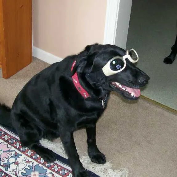 Town & Country Animal Hospital Picture 7