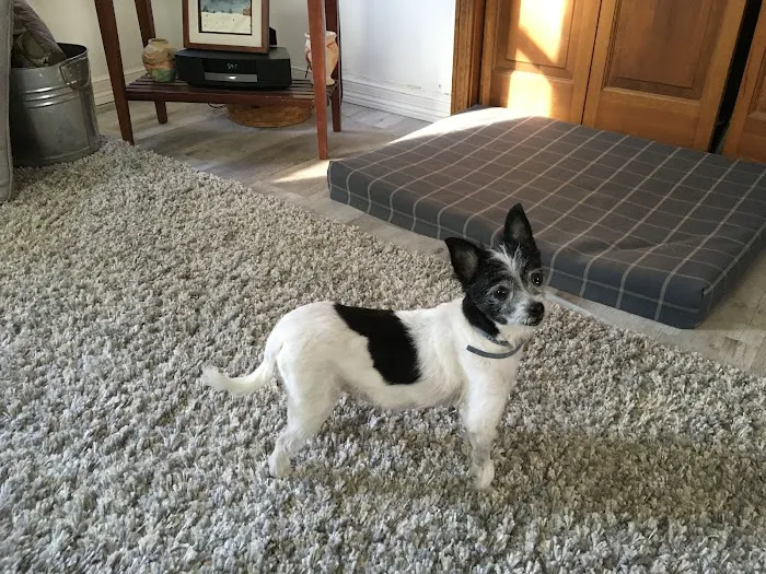 Town & Country Animal Hospital Picture 9