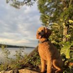 LAVender Veterinary Services