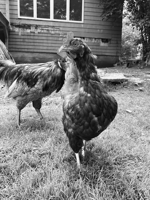 LAVender Veterinary Services Picture 4