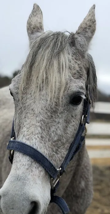 LAVender Veterinary Services Picture 10