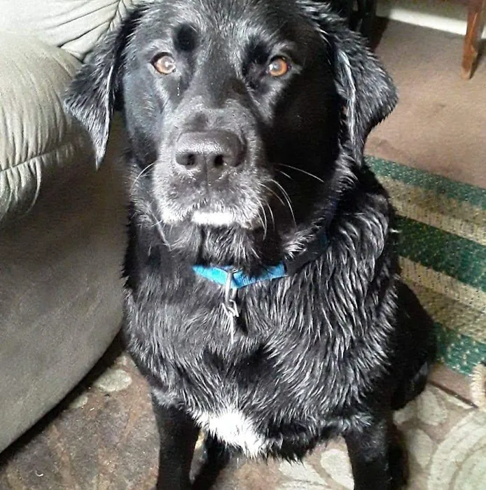 Westside Animal Hospital Picture 1