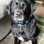 Westside Animal Hospital