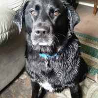 Westside Animal Hospital ico