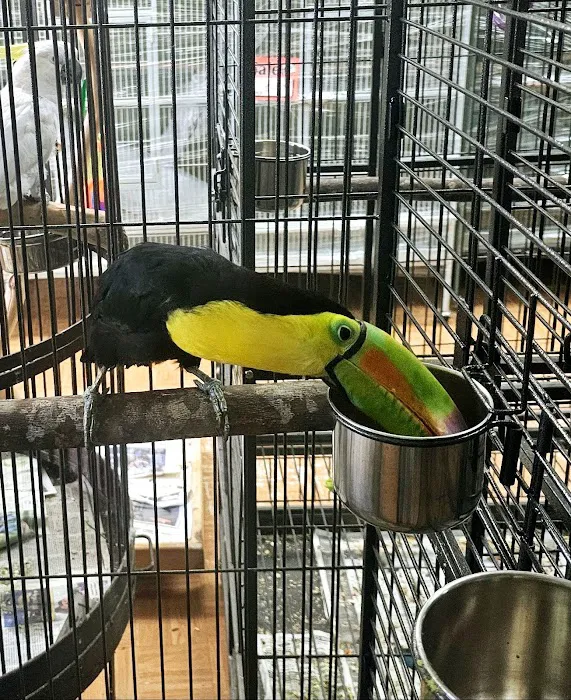 Louis Birds Pets & Supplies Picture 3