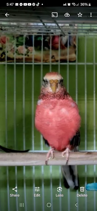 Louis Birds Pets & Supplies Picture 4