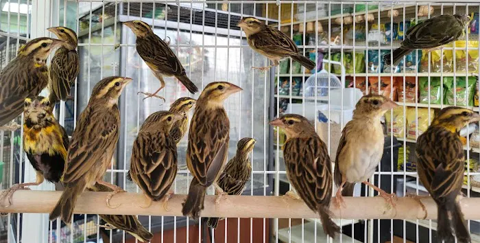 Louis Birds Pets & Supplies Picture 5