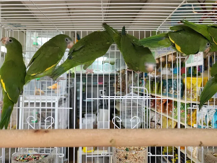 Louis Birds Pets & Supplies Picture 6