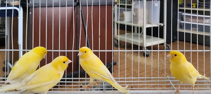 Louis Birds Pets & Supplies Picture 8
