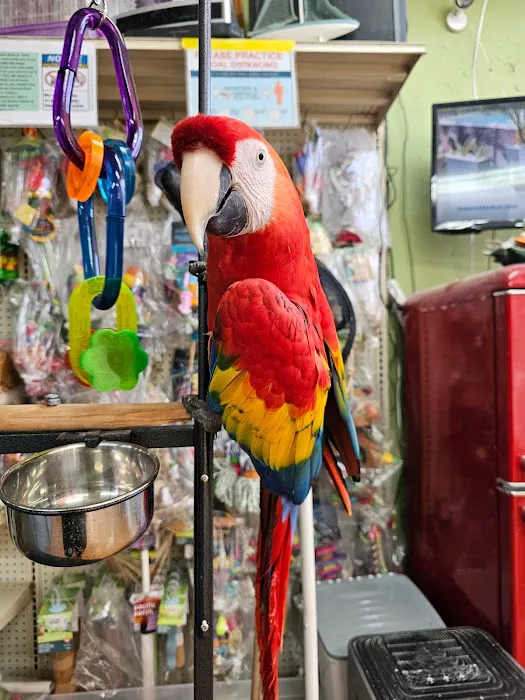 Louis Birds Pets & Supplies Picture 10