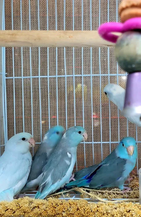 Louis Birds Pets & Supplies Picture 7