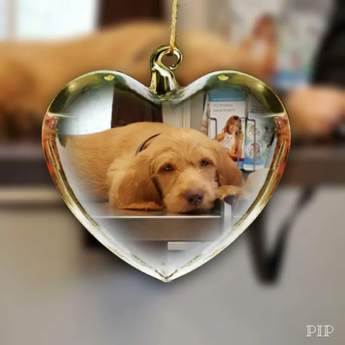 VCA Windham Animal Hospital Picture 3