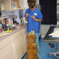 VCA Windham Animal Hospital ico