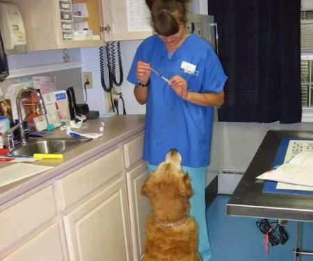 VCA Windham Animal Hospital
