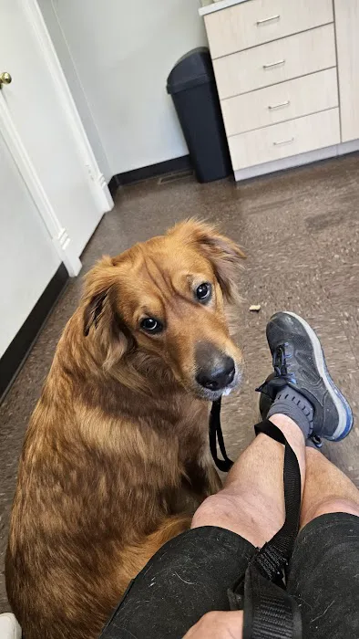 VCA Windham Animal Hospital Picture 7