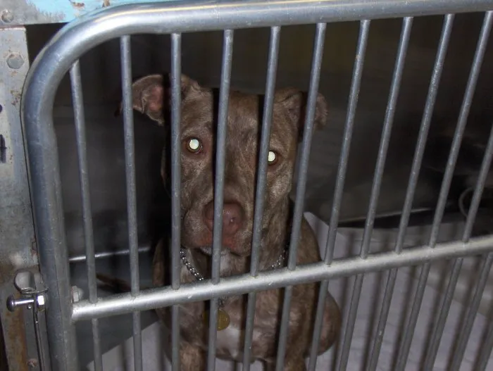 VCA Windham Animal Hospital Picture 9