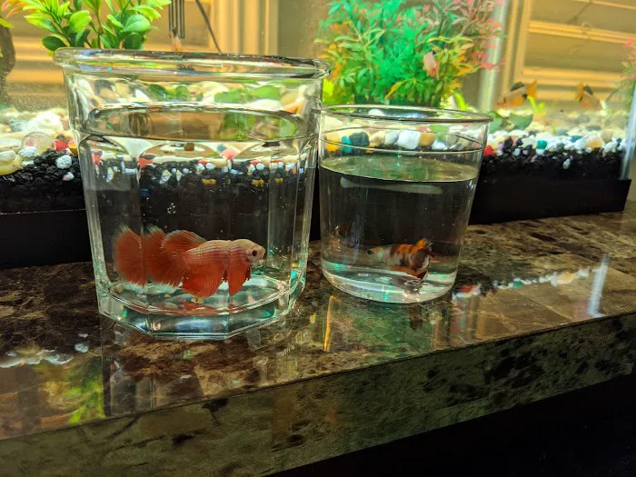 King Aquarium Picture 2
