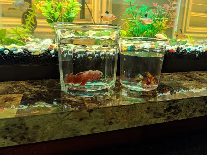 King Aquarium Picture 5
