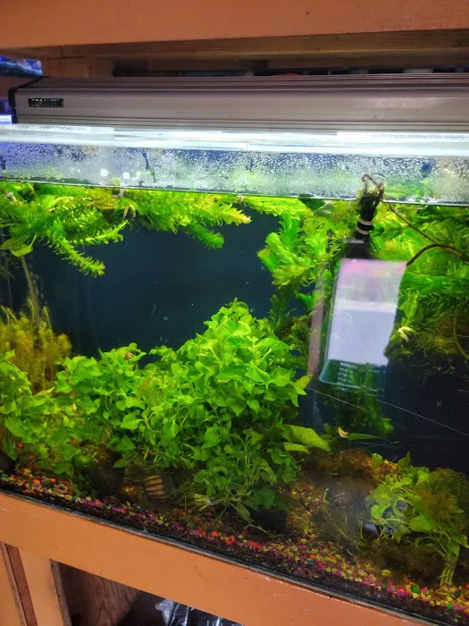 King Aquarium Picture 4