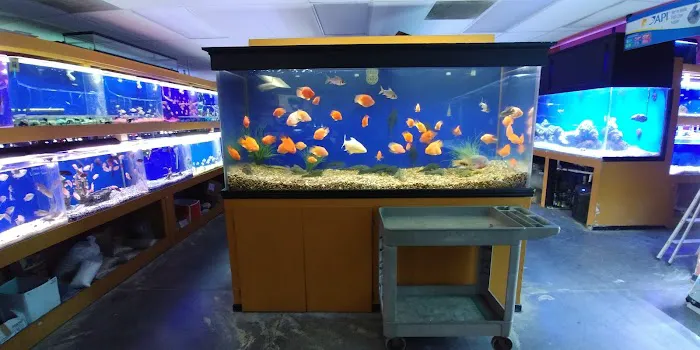 King Aquarium Picture 9