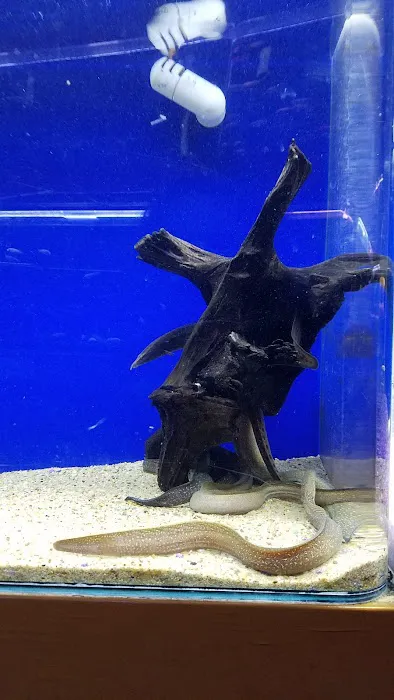 King Aquarium Picture 7