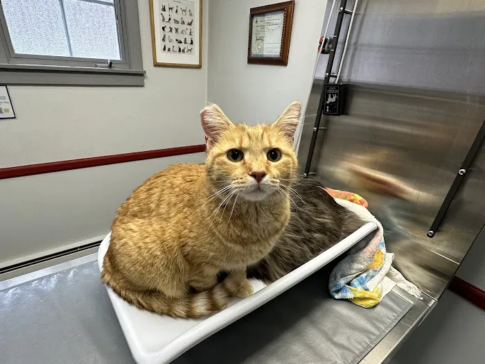 Brattleboro Veterinary Clinic Picture 1